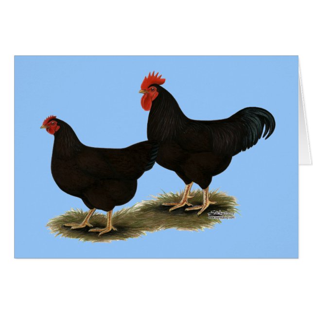 Rhode Island Red Bantams (Anverso (Horizontal))