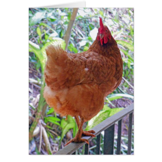 Rhode Island Red Hen (Frente)