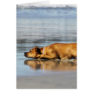 ¿Rhodesian Ridgeback - es el agua fría?