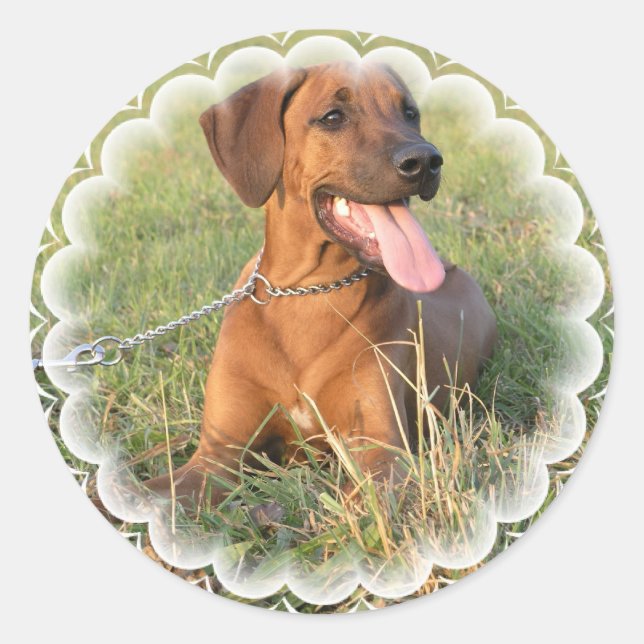 Rhodesian Ridgeback Rescue Pegatinas (Anverso)