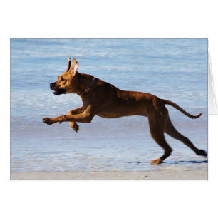 Rhodesian Ridgeback - salto