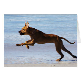 Rhodesian Ridgeback - salto