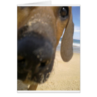 Rhodesian Ridgeback Studs