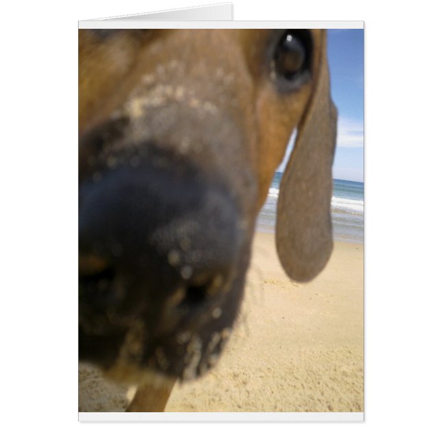 Rhodesian Ridgeback Studs (Frente)