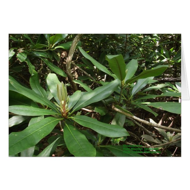 Rhododendron (Anverso (Horizontal))