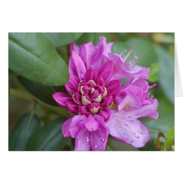 Rhododendron (Anverso (Horizontal))