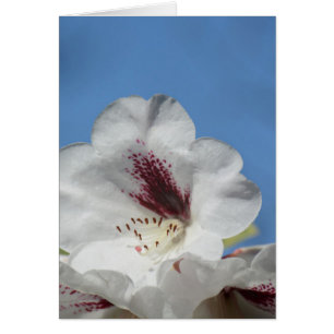 Rhododendron blanco con burgundy