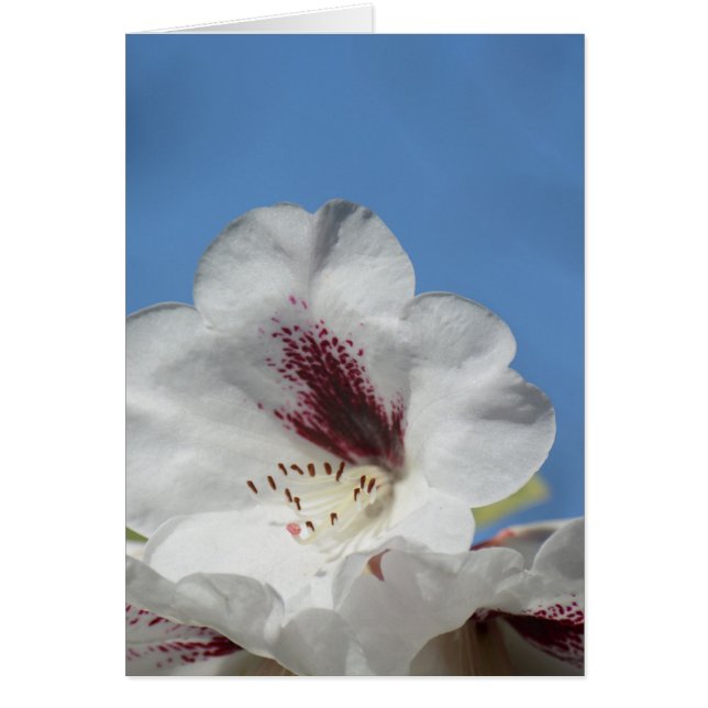Rhododendron blanco con burgundy (Frente)