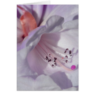 Rhododendron en blanco y magenta