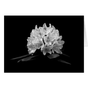 Rhododendron En Blanco Y Negro Personalizado En Bl