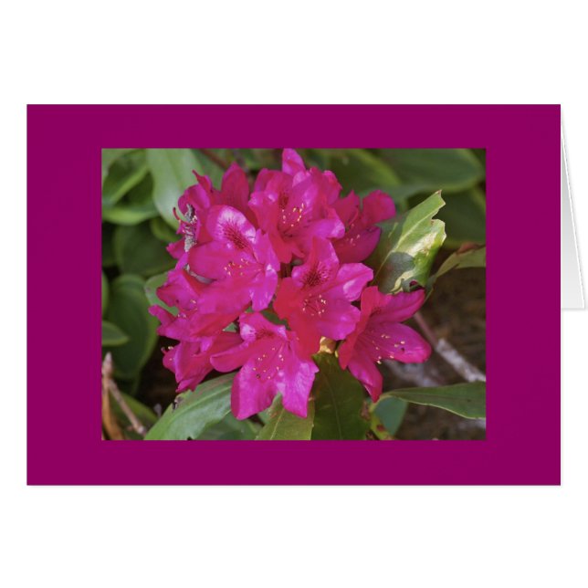 Rhododendron, fuscia (Anverso (Horizontal))