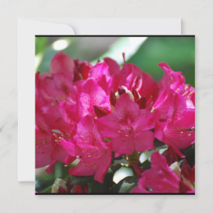 Rhododendrón rosa bonito