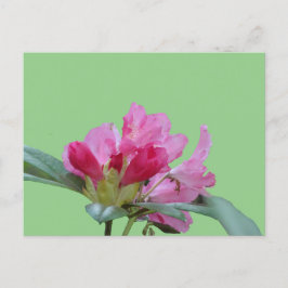 Rhododendron Rosa Cierra El Polvo. postal BG DIY