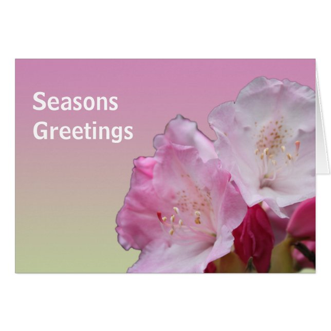 rhododendron rosa flores temporada saludos (Anverso (Horizontal))