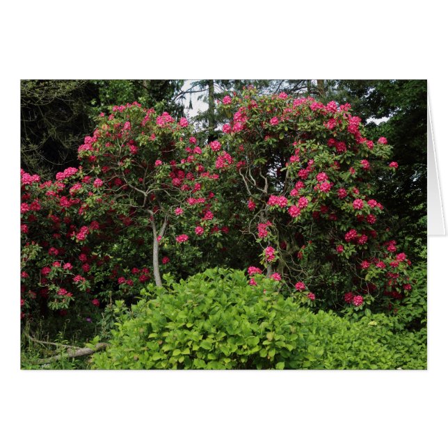 Rhododendros (Anverso (Horizontal))