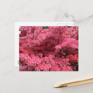 Rhododendros de la postal de Halifax Nova Scotia