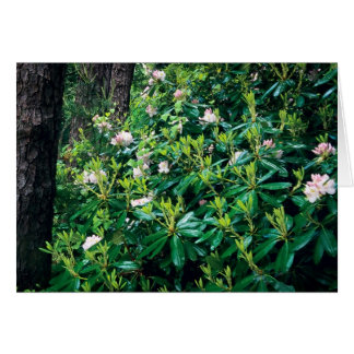 Rhododendros de verano