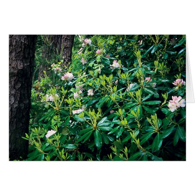 Rhododendros de verano (Anverso (Horizontal))