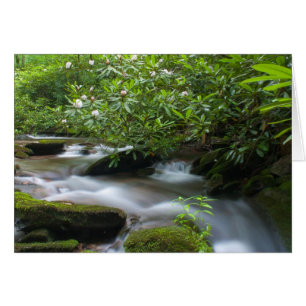 Rhododendros en la tarjeta de crédito