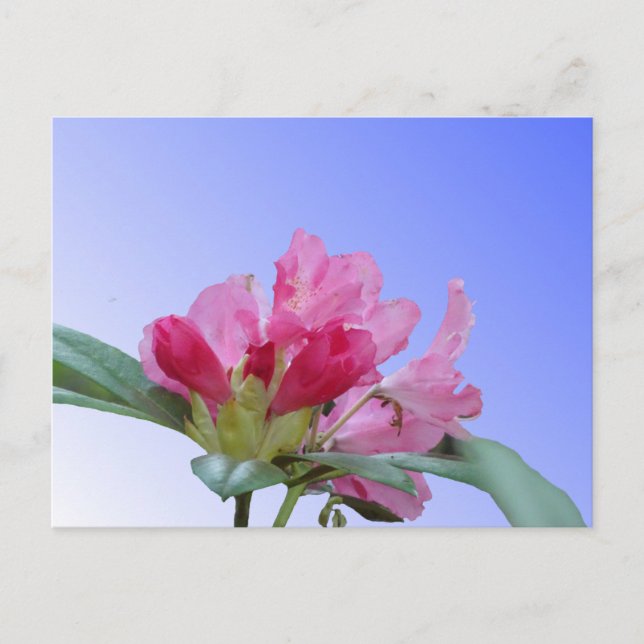Rhododendros rosados Cerrar postal DIY (Anverso)