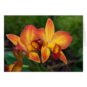 Rhyncattleanthe Love Tapestry