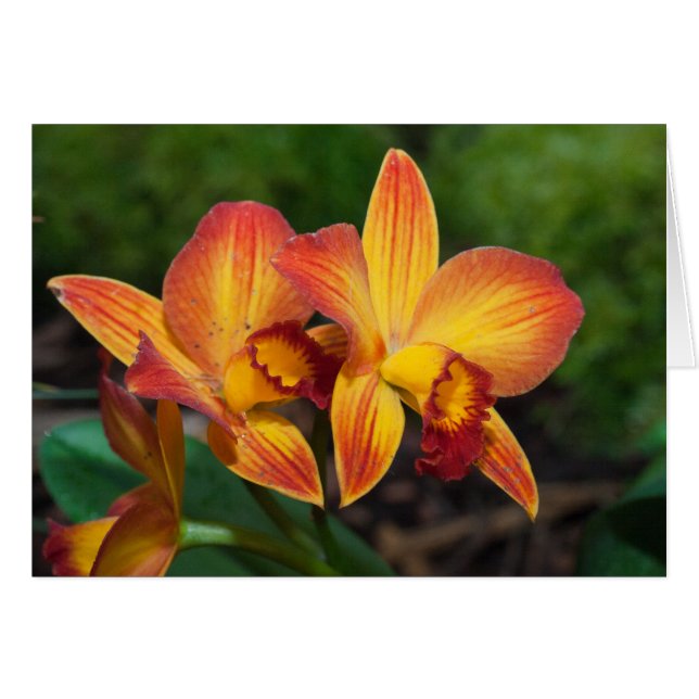 Rhyncattleanthe Love Tapestry (Anverso (Horizontal))