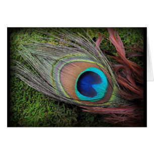 Rica y elegante fotografía de pluma de pavo real
