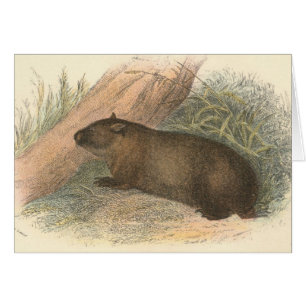 Richard Lydekker - Wombat tasmano