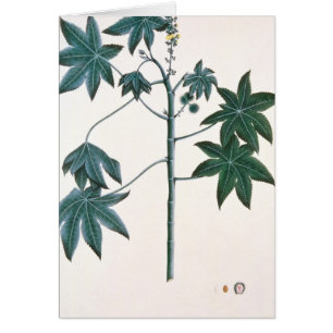Ricino, c.1801-4
