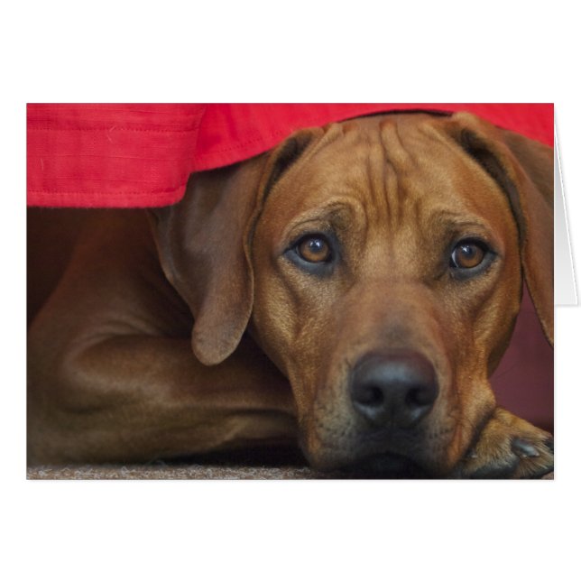 ridgeback-rodesiano (Anverso (Horizontal))