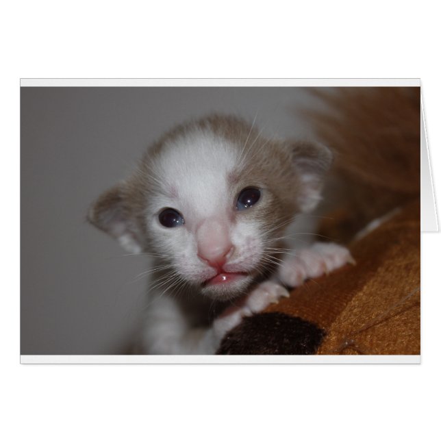 Ridículamente lindo bebé gatito (Anverso (Horizontal))