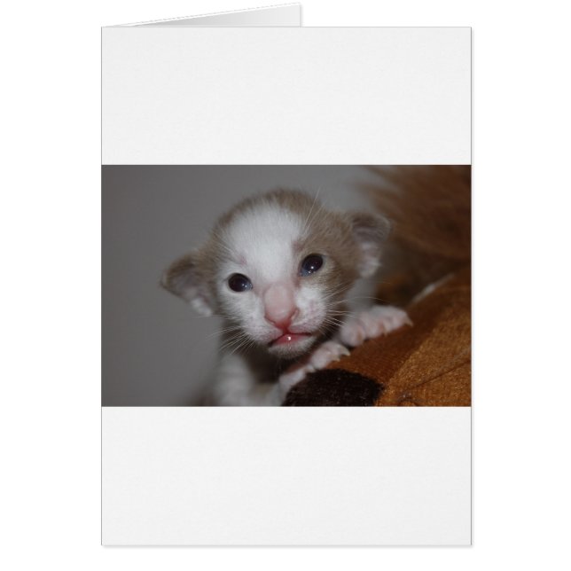 Ridículamente lindo bebé gatito (Frente)