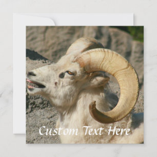 Ríe Ram o Bighorn