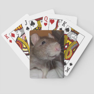 riéndose con cartas de juego de rata