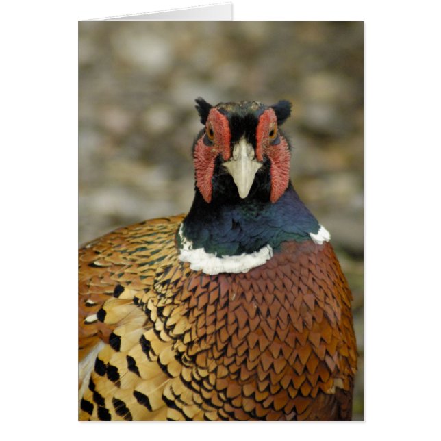Ring Necl Pheasant (Frente)