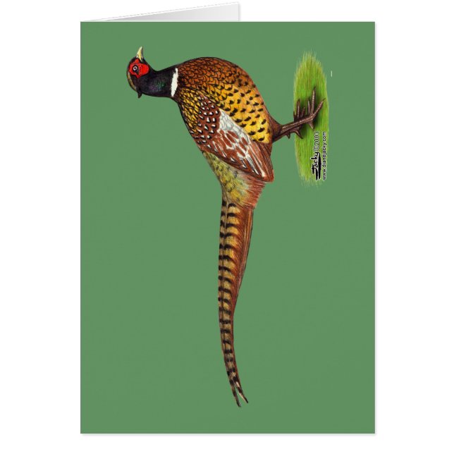 Ringneck Pheasant Rooster (Frente)