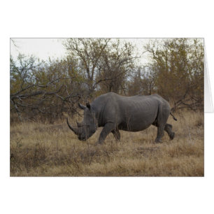Rinocerontes de Sudáfrica