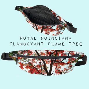 Riñoneras Flamboyant Royal Poinciana Tree Botanical