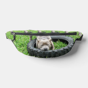 Riñoneras Young Playful Staffordshire Bull Terrier,