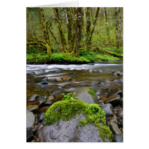 Río en bosque verde, Oregón