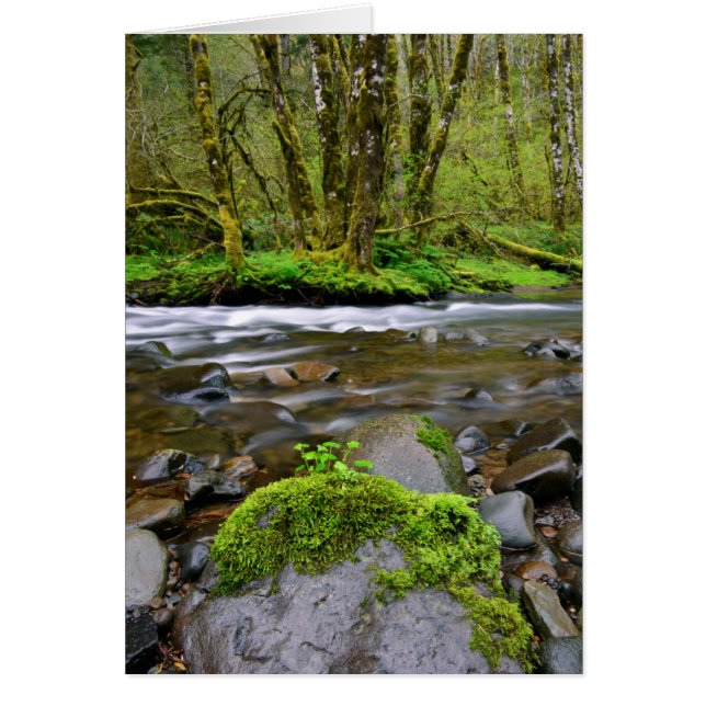 Río en bosque verde, Oregón (Frente)