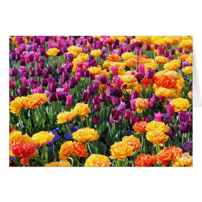 Río Floral Falln Sunset (Anverso (Horizontal))