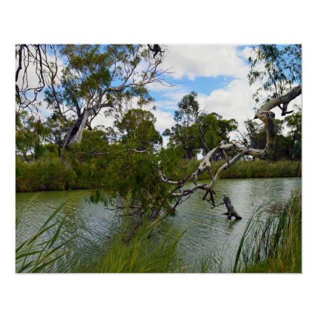 Río Murray Australia, ramas de árboles, Poster (Anverso)
