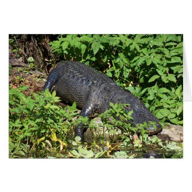 Río Plateado (Anverso (Horizontal))