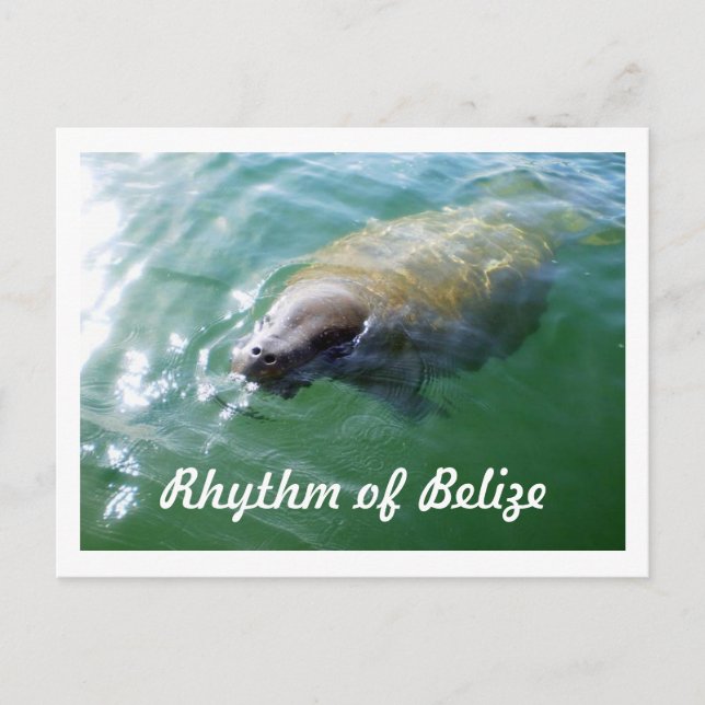 Ritmo de Belice Manatee en la tarjeta River Blank (Anverso)