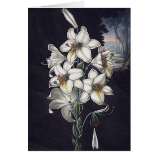 RJ Thornton - El Lirio Blanco