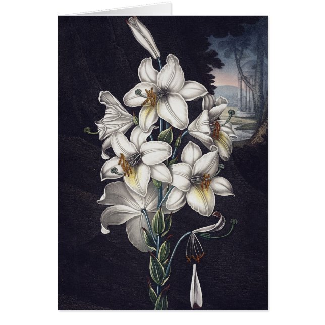 RJ Thornton - El Lirio Blanco (Frente)