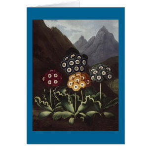 RJ Thornton - Grupo Auriculas
