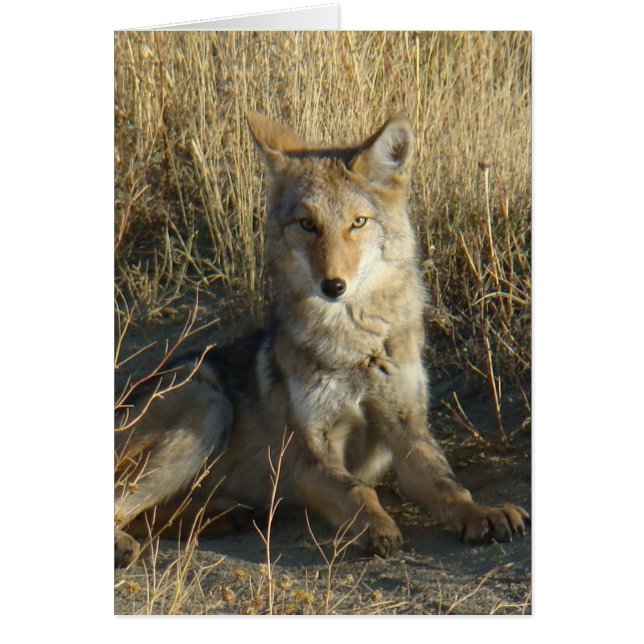 RN15 Coyote Laying (Frente)