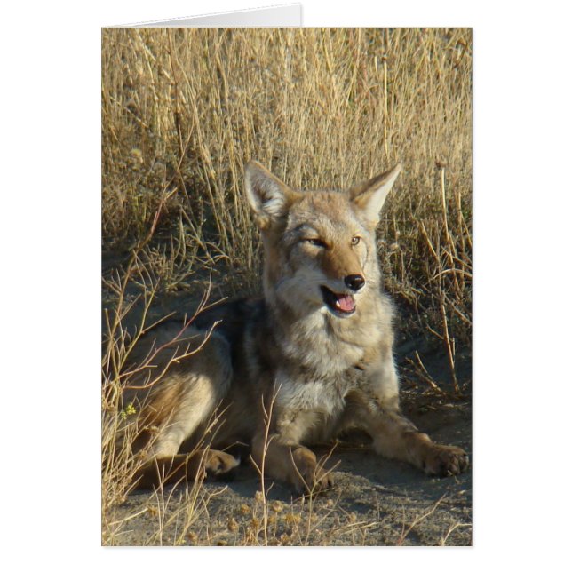 RN18 Coyote Laying (Frente)
